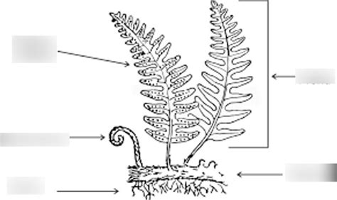 ferns parts of the plant Diagram | Quizlet