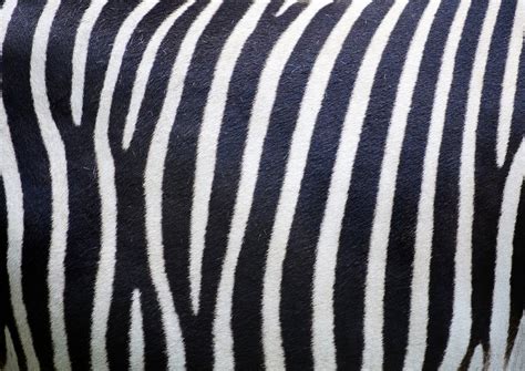 Zebra pattern, black and white | Free Photo - rawpixel