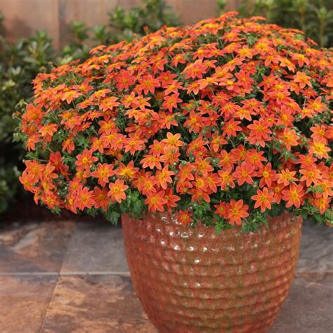 23 Orange Flowers to Liven Up Your Garden | Proven Winners