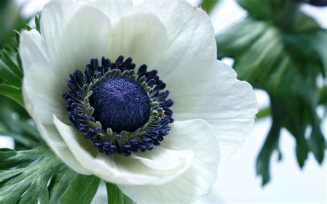 Anemone Flower Wallpapers - Wallpaper Cave