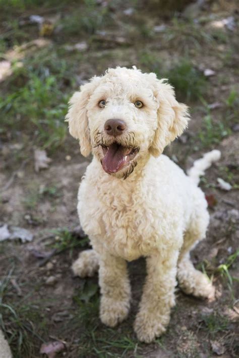 These Truffle-Hunting Puppies Will Melt Your Heart | Hypoallergenic dog ...