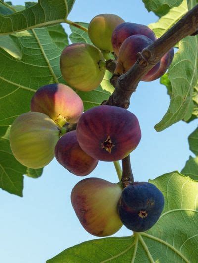 Fig Tree Varieties How Many Types Of Fig Trees Are There | gardeningnow