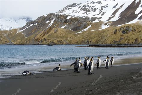 Premium Photo | King penguins on south georgia island