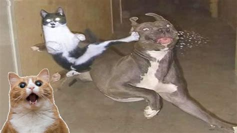 Dog vs Cat Fight – Cat and Dog Funny Fight Compilation | MY PETS ...