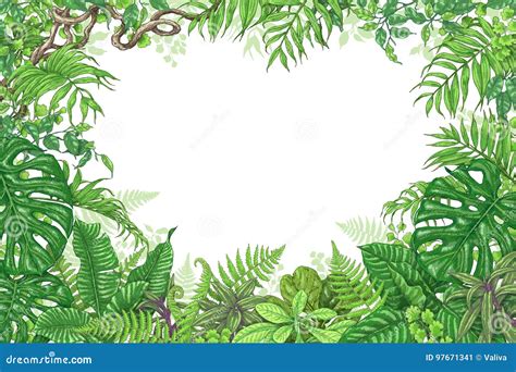 Marco Del Rectángulo De Las Plantas Tropicales Ilustración del Vector ...