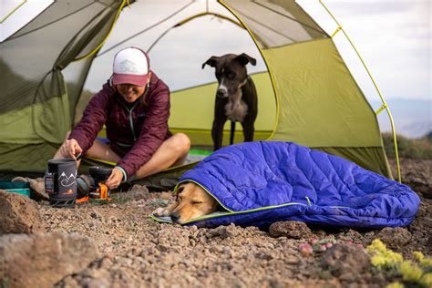 Canine Capers: What You Need to Know About Camping with Your Dog ...