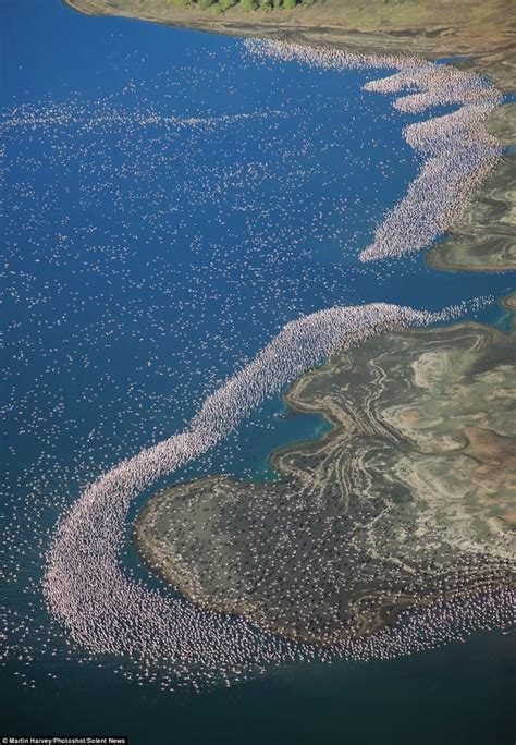 Flamingos flock to Lake Bogoria from Lake Nakuru - Chalo Africa