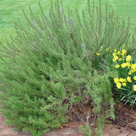 Arp Rosemary for Sale Online - The Greenhouse