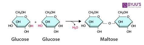 Dehydration Synthesis - Definition, Reaction, Examples & Hydrolysis