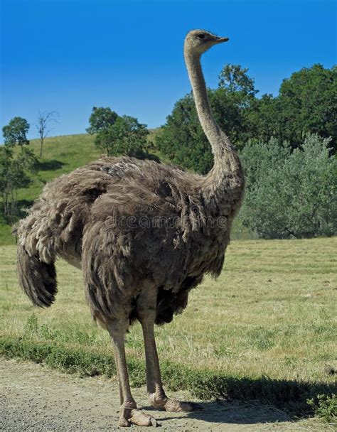 Running ostrich stock image. Image of massai, mara, bird - 21581897