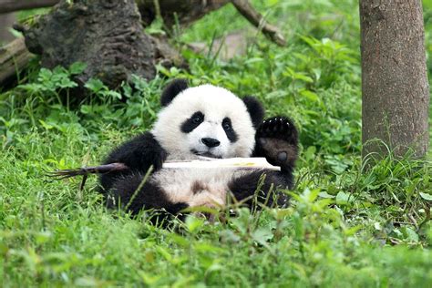 Juvenile Giant Panda Eating Bamboo Photograph by Tony Camacho - Pixels