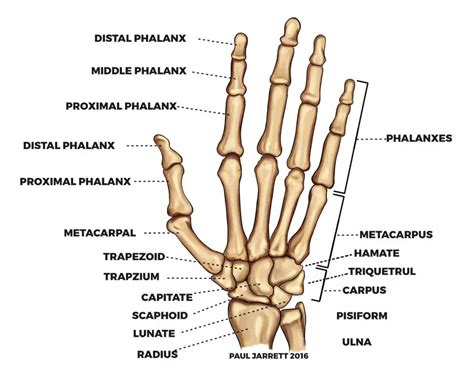 Hand Anatomy Knuckles