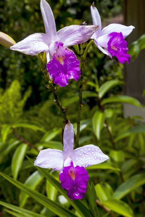 Top 10 Most Beautiful Orchids in the World - The Mysterious World