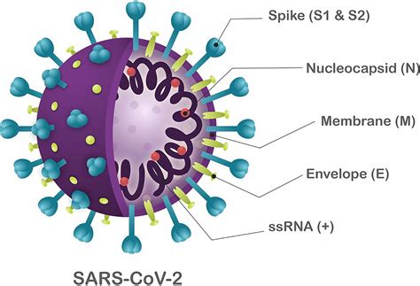 Effect Of NOVAL CORONA VIRUS (SARS COV-2) | Pharmafirstblog