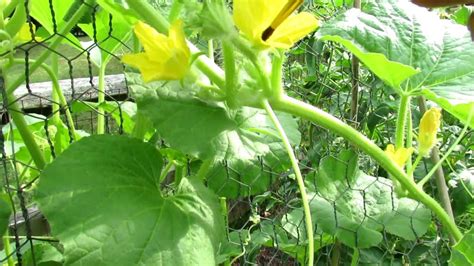 TRG 2012: Hand Pollinating Cucumbers: Male and Female Flower ...