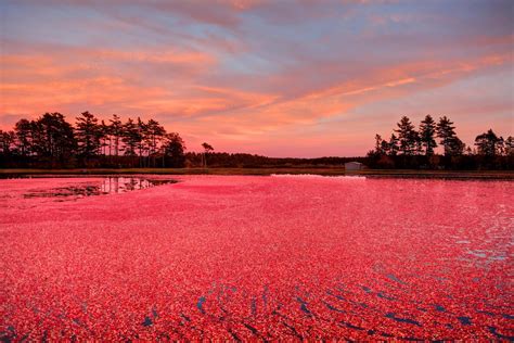 Wisconsin's Autumn Cranberry Harvest | Artful Living Magazine