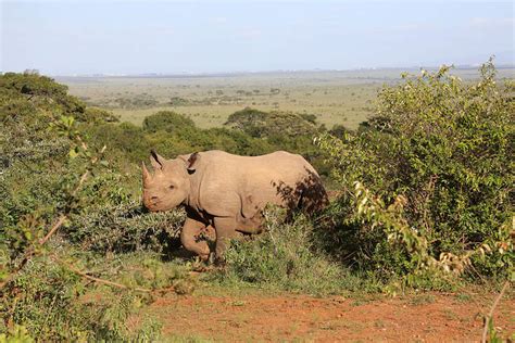 About Black Rhinos | Black Rhino Conservation