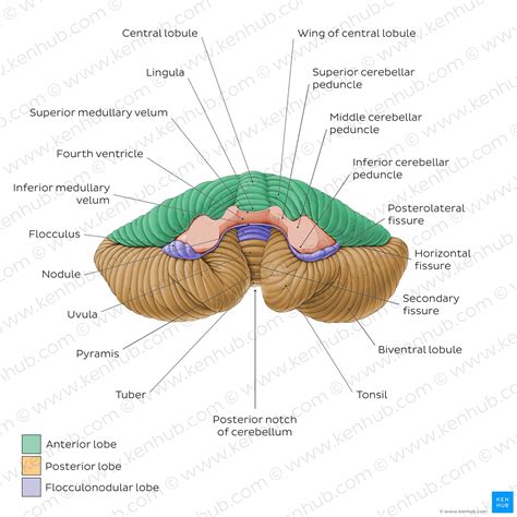 Cerebellum Anatomy Pediagenosis - buickcafe.com