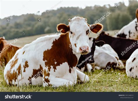 34,332 Cow Udder Stock Photos, Images & Photography | Shutterstock