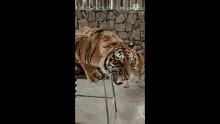 Tiger Roar GIF - Tiger Roar Growl - Discover & Share GIFs