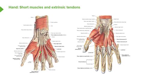 Hand Muscles Anatomy