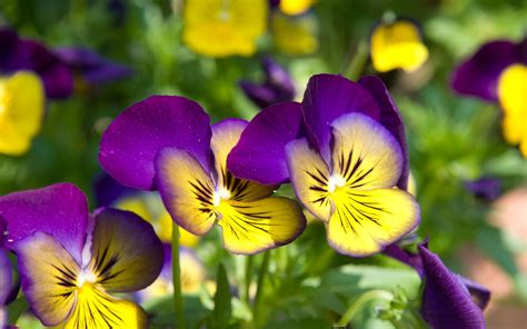 yellow and Purple | Beautiful flowers of yellow and purple pansies ...