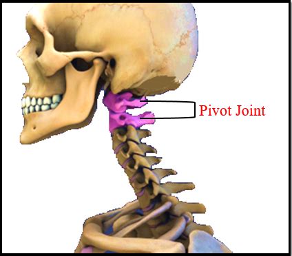 What is Pivot Joint What type of movement pivotal - Tutorix