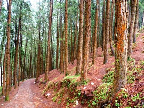 Vagamon Pine Forest Reviews - Vagamon, Kerala Attractions - TripAdvisor