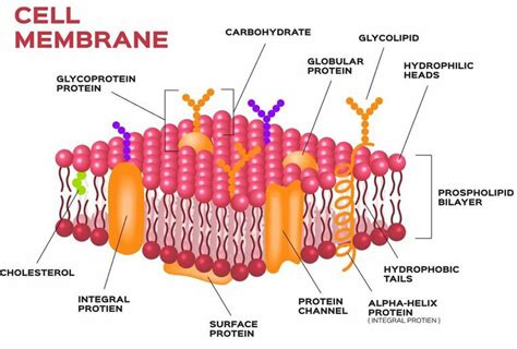 Histology, Molecular structure of the cell membrane, Cell function and ...