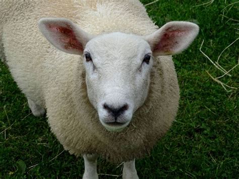 Cheviot Sheep Breed Information: Is This Intelligent Sheep Right for ...