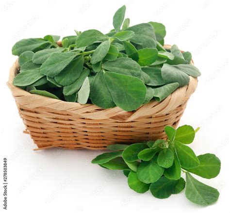 Green leaves of fenugreek Stock Photo | Adobe Stock