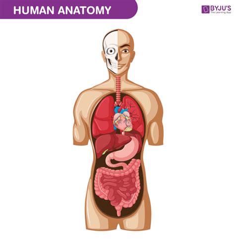 Human Body - Anatomy and Physiology of Human Body