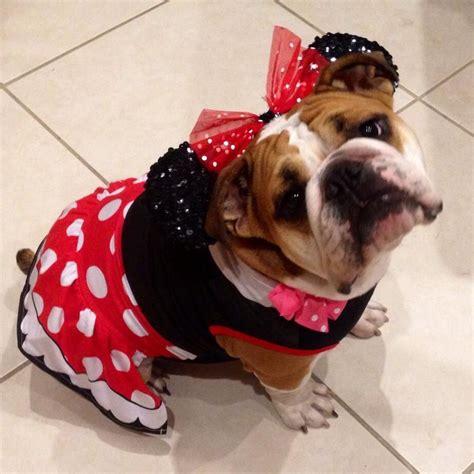 English bulldog my Darla Grace | Bulldog halloween costumes, Bulldog ...