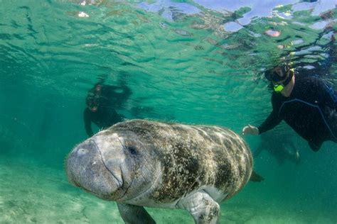 Crystal River Manatee Snorkeling Tour 2024