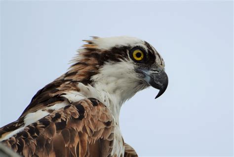 Osprey Eagle - Birds and Blooms