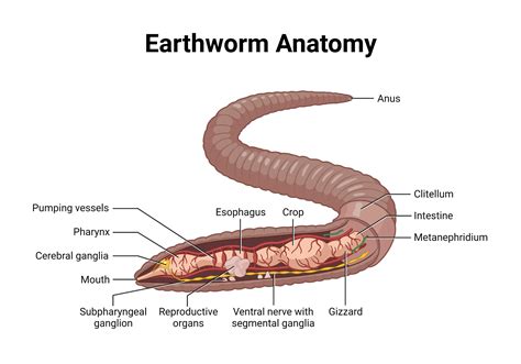 General Anatomy Of Earthworm Diagram