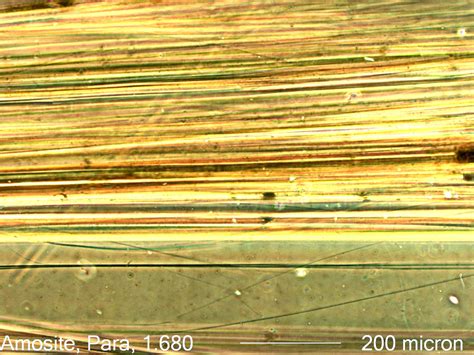 Amosite Asbestos, Phase Contrast Dispersion Staining Under the Microscope