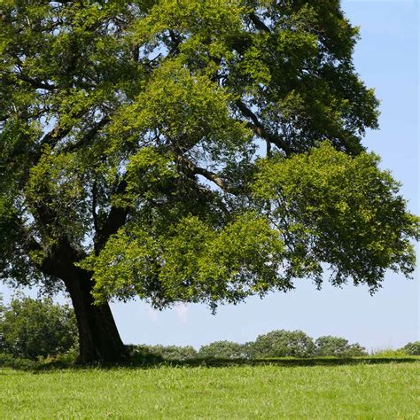 American Elm Trees for Sale – FastGrowingTrees.com