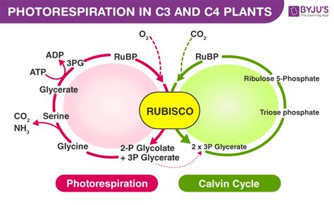 C3 Plants