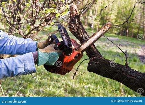 Lumberjack Pruning With A Chainsaw Royalty Free Stock Photography ...