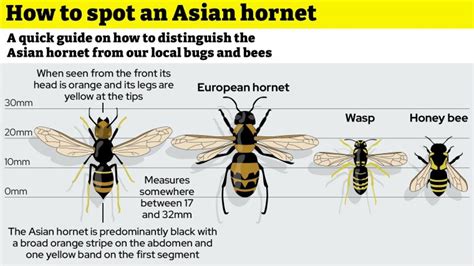 Is the Asian hornet sting dangerous? How it compares to European hornet ...