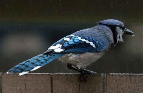 Blue Jay in the mist | Blue jay, American crow, Grackle