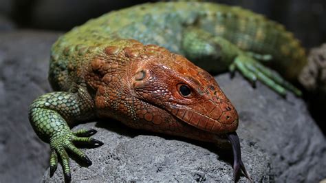 Exotic species in the Amazon rainforest – reptiles - CGTN