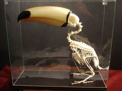 Everyone Is Suddenly Realizing Toucans Are Weirder Than They Thought ...