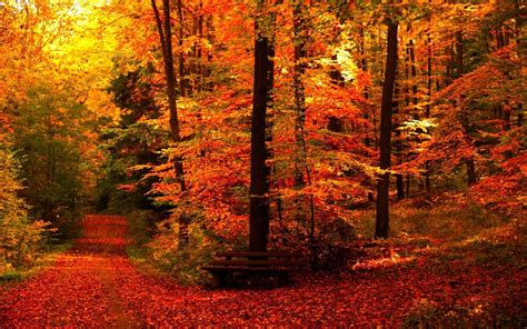 96 best ideas for coloring | Fall Forest Aesthetic