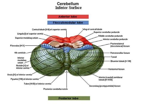 Cerebellum function, structure, anatomy, location and blood supply ...