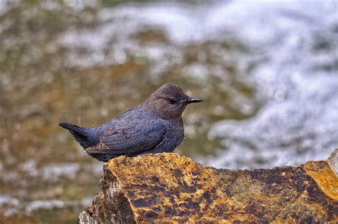 Dipper Bird Photograph by Jonathan Abrams | Fine Art America