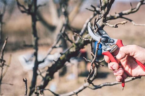 A Guide to Winter Pruning