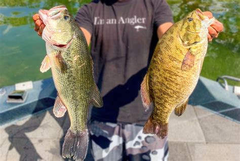 A Guide to Largemouth Bass vs Smallmouth Bass – Rebel Health