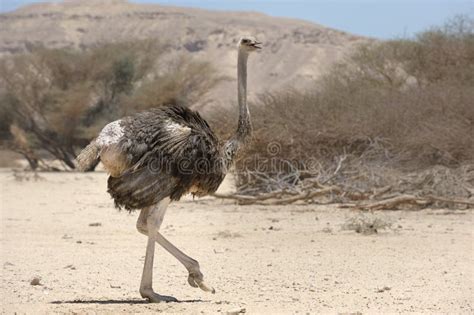 African ostrich stock photo. Image of yotvata, camelus - 21032884